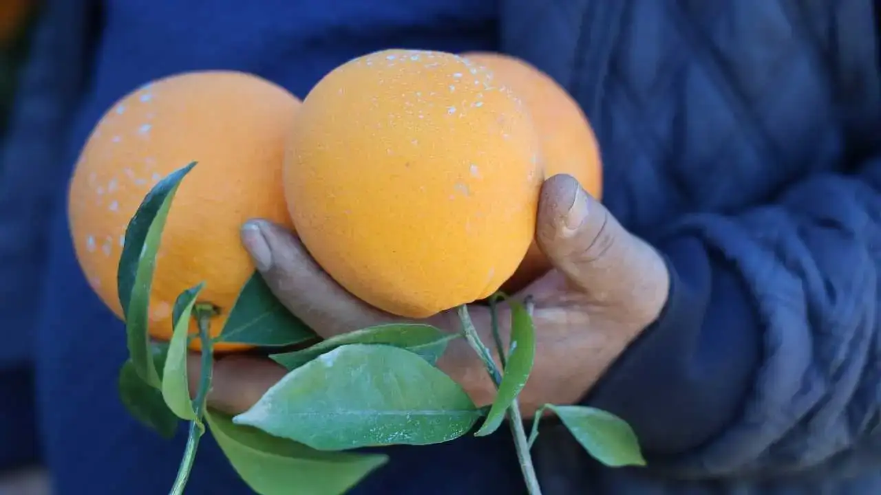 Adana’da Tescilli Kozan Portakalı Dalında Altın Değerinde 5